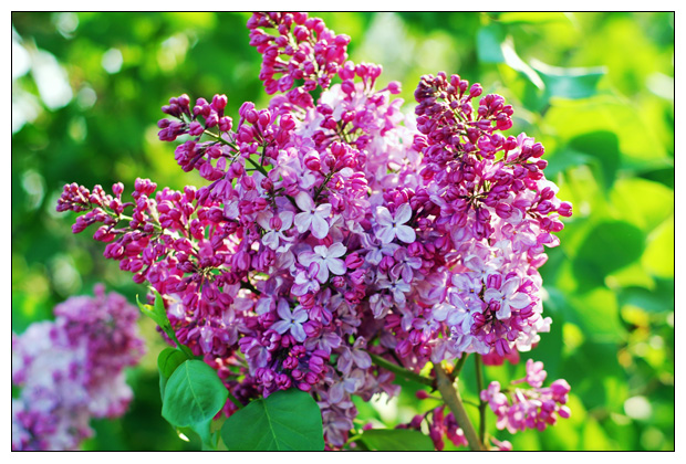 Lilac