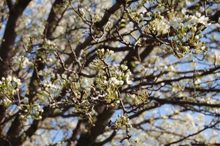Spring Time