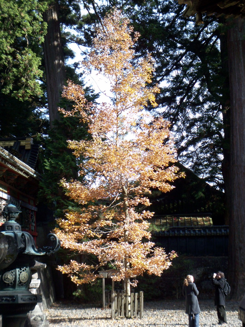 Golden Shrine Tree