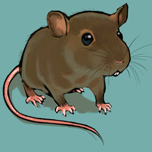 Year of the Rat